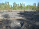 Лесные пожары угрожают Ивановской области – возгорание в Савинском районе (ФОТО)
