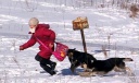 И снова нападение стаи собак на ребенка в Ивановской области