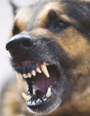 В Вичуге полицейский пристрелил пса, агрессивность которого испугала даже хозяйку животного