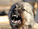 Взбесившегося пса, покусавшего в Кинешме троих прохожих, пристрелили полицейские