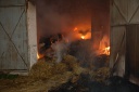 В Кинешемском районе на пожаре на свиноферме погибли поросята