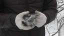 Подозреваемые в распространении наркотических средств задержаны в Иванове (ФОТО)