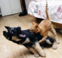 В Иванове кот терроризировал собаку