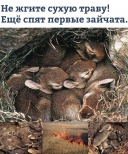 Ивановские спасатели призывают не жечь траву и не губить малюток-зайчат