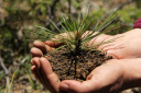 В Ивановской области высадили более 12 млн сеянцев хвойных пород деревьев