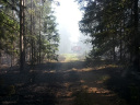 Только справились с одним очагом возгорания в Южском районе, как обнаружили новый лесной пожар