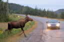 ДТП в Ивановской области – лось выбежал на дорогу