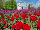 80 тысяч тюльпанов украсили Иваново (ФОТО)