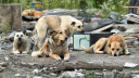 В Лежневском районе нарушали законодательство об ответственном обращении с животными?