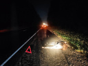 ДТП в темное время суток в Ивановской области – автомобиль сбил лосенка (ФОТО)