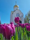 80 тысяч тюльпанов украсят Иваново (ФОТО)