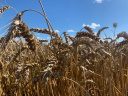 В Ивановской области уже собрали больше 28 тысяч тонн зерна