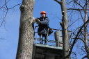 В Иванове приступили к обрезке деревьев