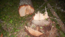 В Кинешемском районе лесоруб погиб под рухнувшим на него деревом