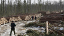 В Ивановской области заготовка леса закончилась трагедией