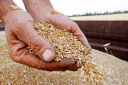 Ивановских аграриев поддержат за счет нового механизма зернового демпфера