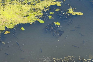 В водоемах Ивановской области наблюдается мор рыбы (ФОТО, ВИДЕО)