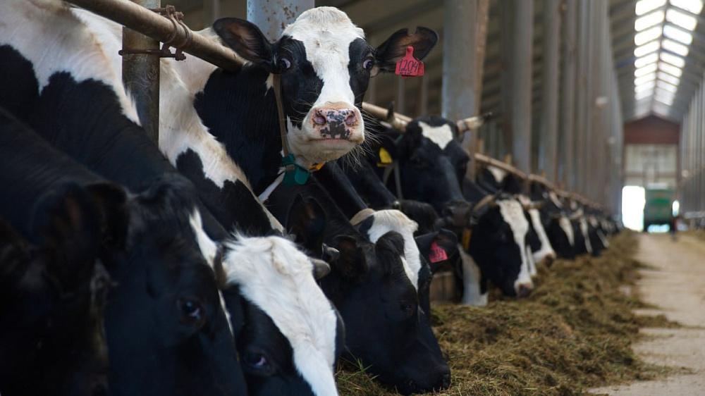 В Ивановской области отмечают рост производства животноводческой продукции   
