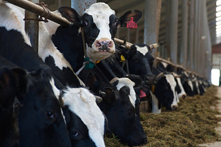 В Ивановской области отмечают рост производства животноводческой продукции   