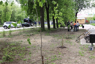 Одну из аллей Иванова теперь украшают клены (ФОТО)