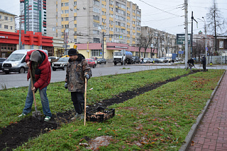В Иванове высаживают десятки тысяч луковиц тюльпанов (ФОТО)
