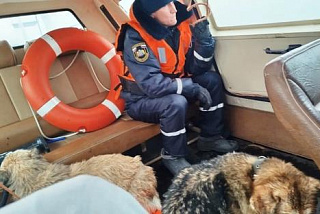 Спасатели вызволили из Волги в Кинешме двух тонущих собак
