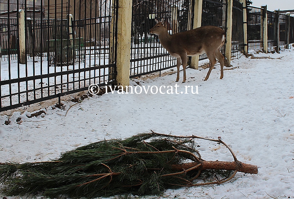 Новый год в зоопарке