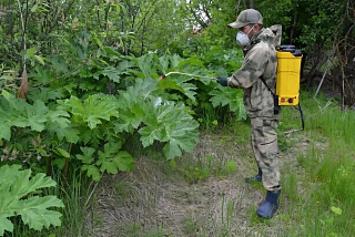 В Иванове приступили к уничтожению зарослей борщевика