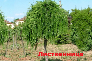 Ивановцы могут проголосовать за штамбовые деревья для городского озеленения (ФОТО)