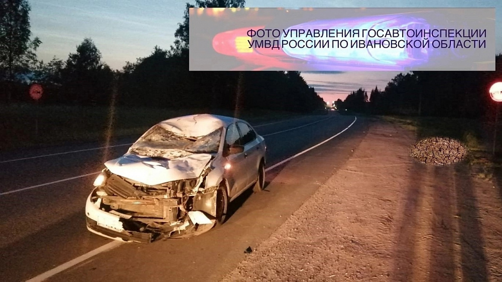 В Ивановской области очередное ДТП с выбежавшим на проезжую часть лосем (ФОТО)