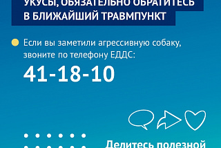 К вопросу о бездомных животных Ивановской области: 8 пуль в теле фурмановского кота, а также куда сообщить об агрессивной собаке (ФОТО)