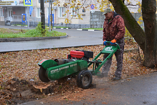 В Иванове ведутся работы по ликвидации пней снесенных деревьев (ФОТО)   